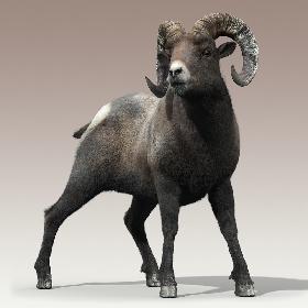 Bighorn sheep(FUR)(RIGGED)